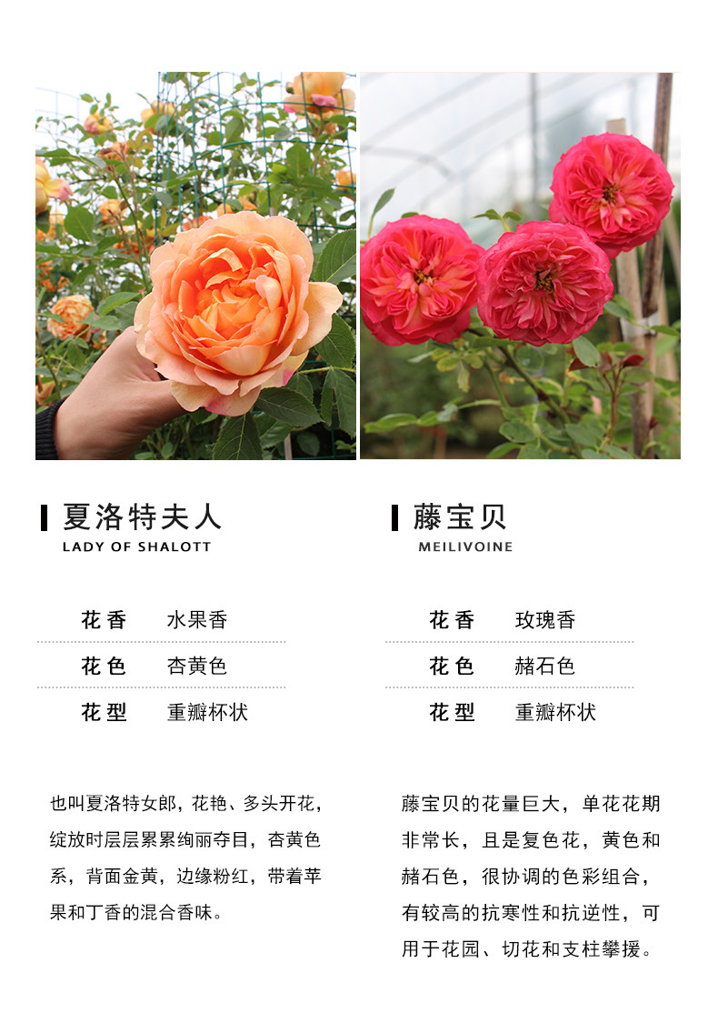 蔷薇藤本月季花苗特大花玫瑰四季开花浓香型爬藤攀援庭院植物盆栽 虎窝淘