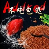 Золотое питание кровь попугай рыба рыба из родило