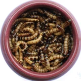 Ячменный червя в прямом эфире Барл Бедный хлеб, хрустальный червь, живые колеса, Золотая Коулона Торар, Торрентал вокруг рыбной рыбы