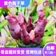 Base direct selling insect-eating plants Venus flytrap pitcher plant mosquito repellent grass succulent green plant potted plants