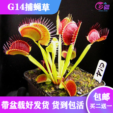 насекомоядное растение