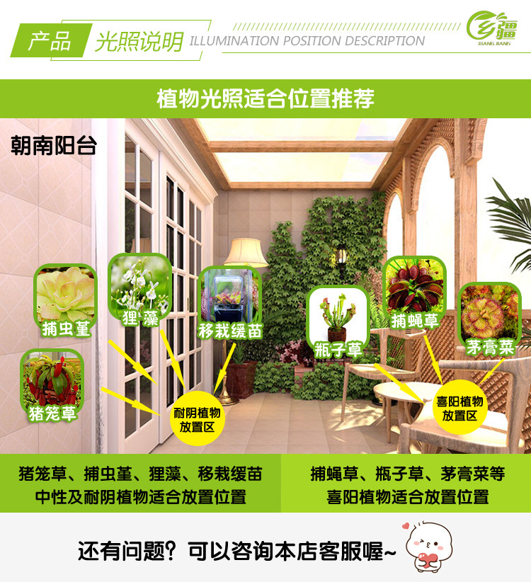 насекомоядное растение 基地直销【g14捕蝇草大型品种】食虫植物猪笼草驱蚊草植物绿植