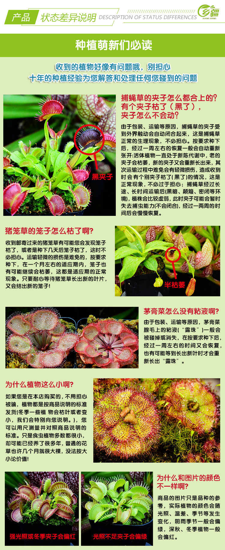 насекомоядное растение 基地直销【g14捕蝇草大型品种】食虫植物猪笼草驱蚊草植物绿植