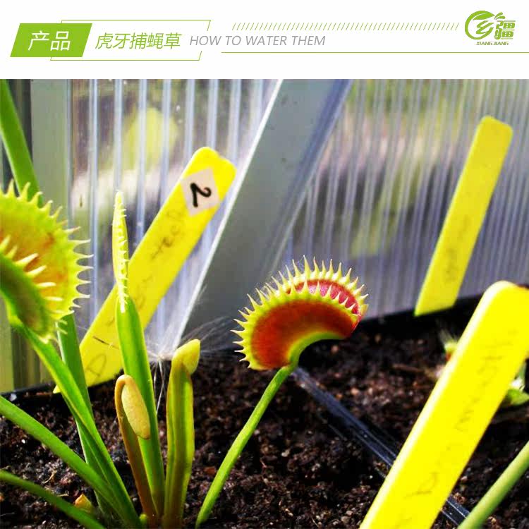 насекомоядное растение 基地直销【虎牙捕蝇草dionaea tiger teeth】稀有食虫植物