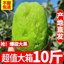 Shaanxi Xuxiang green heart kiwi 10 pounds fresh kiwi fruit seasonal fruit red 5 hearts green 9 pounds whole box