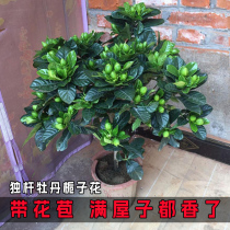 Fleurs Gardenia Flowers Plantes en pot Plantes intérieures Four Seasons Foulage avec Fleur Bud Balcony Plantation verte Fort Aroma Type Grande Arbre Slim Fry Bonne aise