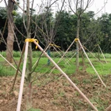 Отличный ~ Дерево поддерживает фиксированное дерево устройства