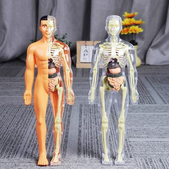 Human Organ Toy Human Skeleton Model Simulation Medical Assembly Torso Structure Internal Organs Science and Education Toy