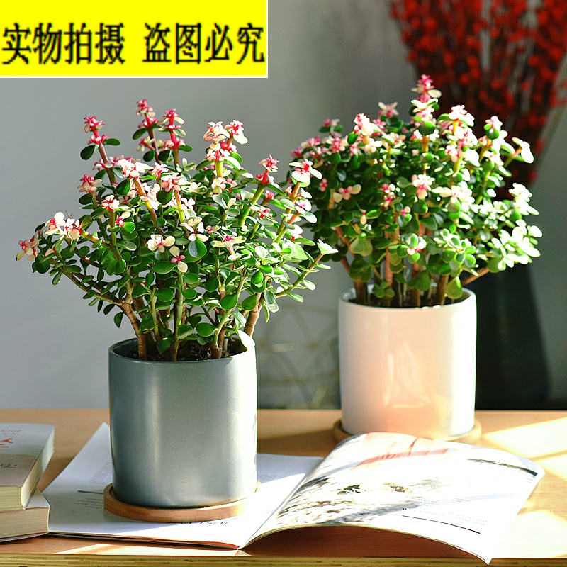 Green ceramic pot he large mirror dance of staging the flowers bonsai the plants to purify the air in the office