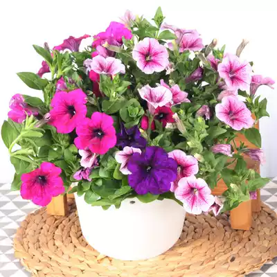 Double Petunia balcony four seasons flower potted plant with flower bud starry sky morning flower hanging bell flower big