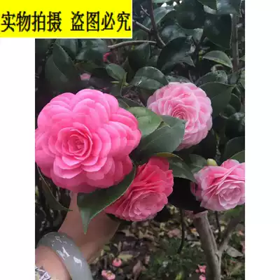 Eighteen bachelor Camellia potted white background pink eighteen four seasons flower green plant balcony flower plant