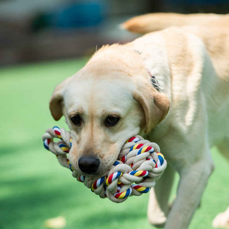 Medium and large dogs tug-of-war rope knot grinding tartar toy Rab Golden Retriever Husky interactive puzzle cleaning supplies