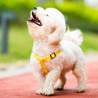 Dog Leash for Large, Medium and Small Size Dogss, Vest-Style Dog Chain, Anti-Breakaway Pet Collar, Teddy Rope Supplies