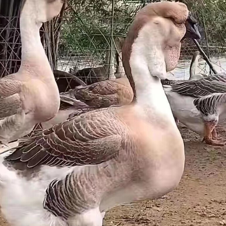 林业狮头鹅养殖厂A