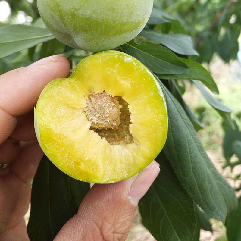 Sichuan specialty plums Fresh green plums are picked in season and