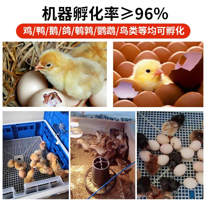 부화기