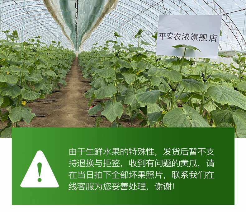 东北农家蔬菜新鲜应季水果黄瓜5斤