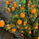 Artificial Orange Tree for Indoor Use, Large Fake Apple, Persimmon, Orange, Pomegranate Tree, Hawthorn Tree, Floor-Standing Floral Arrangement for Hotels and Shopping Malls