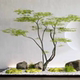 Artificial Green Plants, Feather Maple, False Maple Tree, Landscape Tree, Window Display, Shopping Mall, Tea Room, Zen Plant Decoration