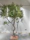High-End Simulated Olive Tree Display Window Floor-Standing Artificial Tree Decoration Large-Scale Realistic Green Plant Indoor and Outdoor Landscape Decoration