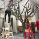 Artificial Dry Branches, Simulated Dead Trees, Large Wishing Trees, Stage Props, Solid Wood Dead Branches, Window Decorations, Landscaping