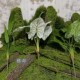 High-Quality Artificial Large Bunches of Hand-Feel Realistic Bird's Nest Fern and Colorful Taro Leaves for Indoor Landscape and Garden Decoration
