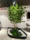 Artificial Anesthesia Wood Landscape Indoor and Outdoor Nordic Style Ornaments Window Decoration Hanging Bell Tree Large Green Plant Landscaping Combination