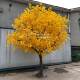 Large simulated ginkgo tree, golden wishing tree, autumn landscaping, artificial tree decoration, stage shooting, floor-to-ceiling window decorations