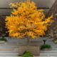 Large simulated ginkgo tree, golden wishing tree, autumn landscaping, artificial tree decoration, stage shooting, floor-to-ceiling window decorations