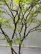 Large Artificial Nandina Bamboo Green Plant, Fake Tree for Indoor and Outdoor Dry Landscape Decoration, Luxury Artificial Tree