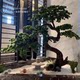 New Chinese-Style Artificial Welcoming Pine Tree with Real Wood Root Carving, Suitable for Entryway, Window Display, Landscape Decoration, and Greenery