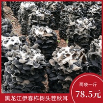21 years Heilongjiang Yichun own tussah tree stubble small black autumn ear meat thick rootless tasteless dry goods 250g