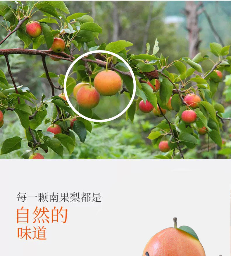 蒙福果鲜 辽宁鞍山 南果梨 带箱5斤 图2