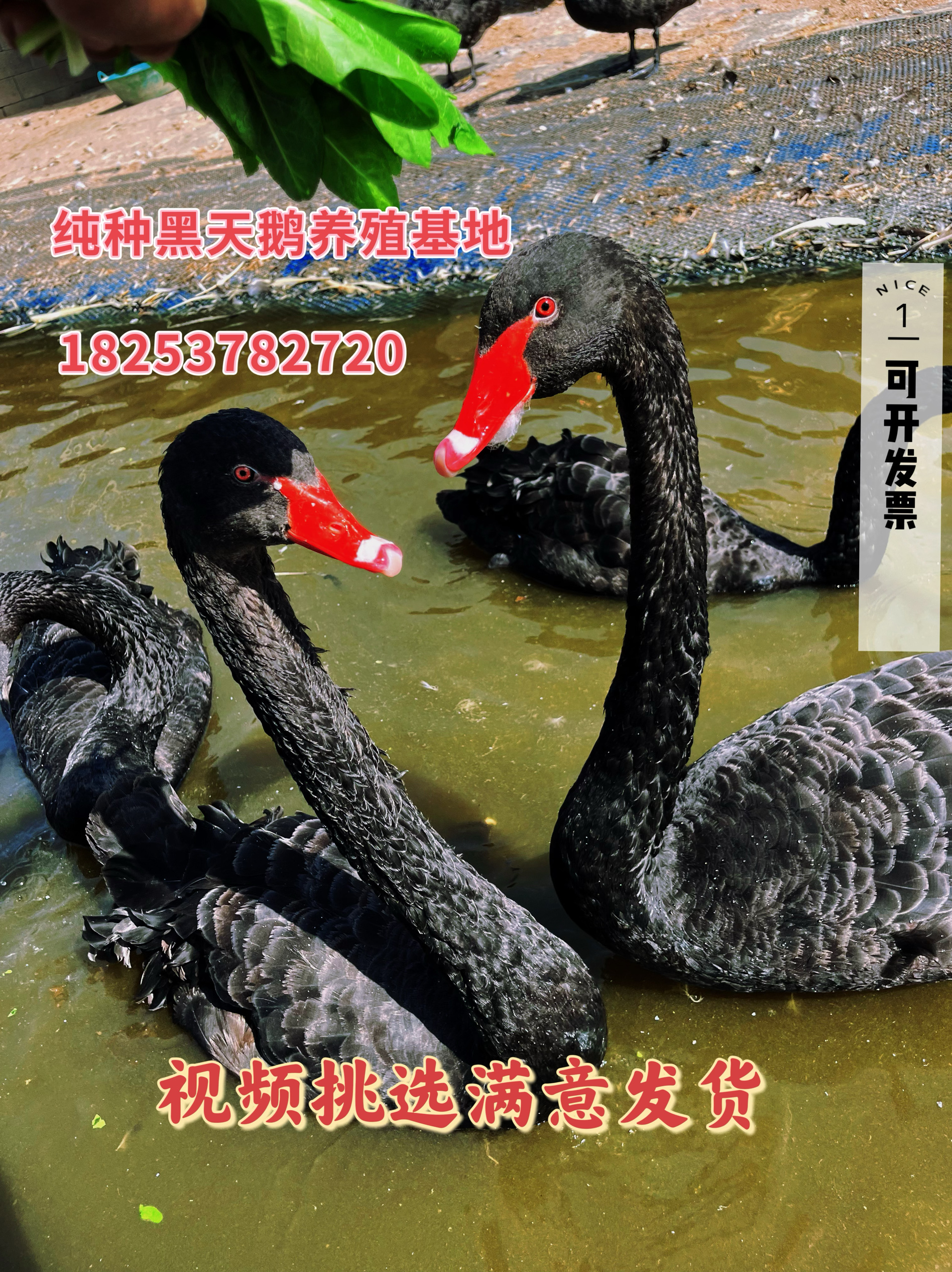 黑天鹅活体景区：纯种黑天鹅幼苗一对成年黑天鹅活物观赏全攻略！