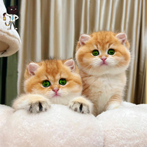 British short gold gradient kitten live short hair purebred ny12 color blue gold gradient cat can come to choose kittens