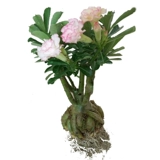 Тяжелые лепестки в пустынной розе старые лепестки песчаные саженцы роза цветы четыре сезона цветущие бутоны, зеленые растения цветы и растения