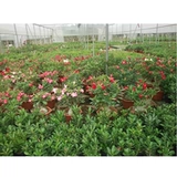 Тяжелые лепестки в пустынной розе старые лепестки песчаные саженцы роза цветы четыре сезона цветущие бутоны, зеленые растения цветы и растения