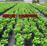 Восемь бессмертных шариков цветут круглый год и бесконечно цветы в летних гидроиседаниях в горшках цветы