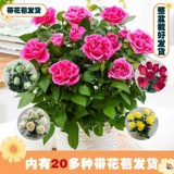 Розовые саженцы с цветами с бутонами и цветами, цветами, зелеными растениями в помещении и на открытом воздухе на балконе с лишними цветами розы