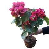 Двойные лепестки и саженцы для цветов сливы с цветочными почками и цветами в течение всех сезонов. В помещении и на открытом воздухе балкон. Цветочные горшечные растения. Восхождение на зеленые растения.