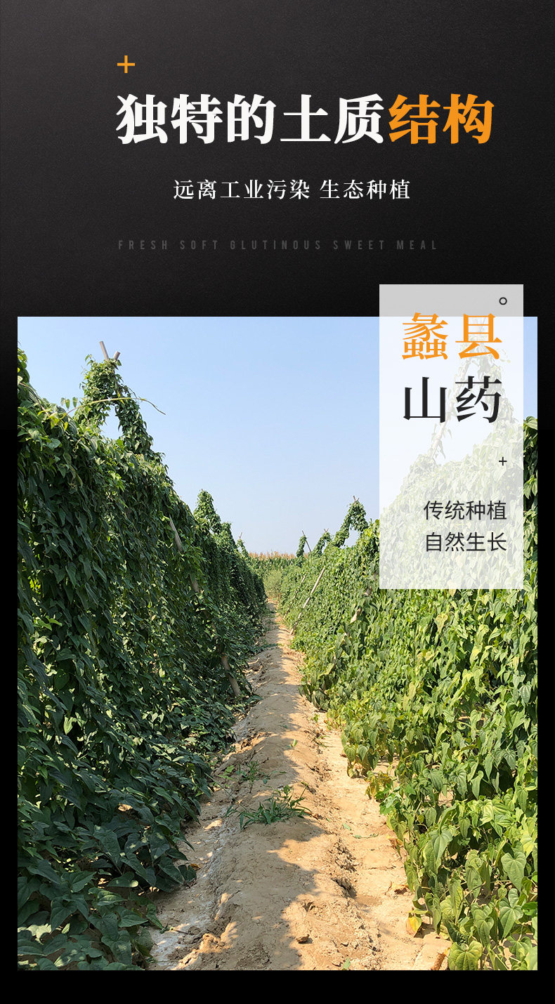 Yam General Page_08.jpg