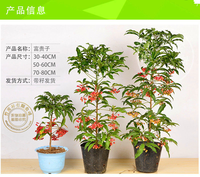 富贵籽朱砂根红凉伞黄金万两金玉满堂富贵子客厅盆栽盆景带籽发货-阿里巴巴