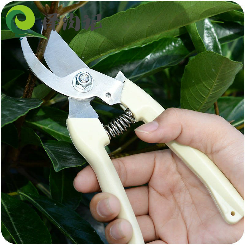 Trimming fruit tree trimming branches scissors flowery garden garden home with vigorous cutting scissors