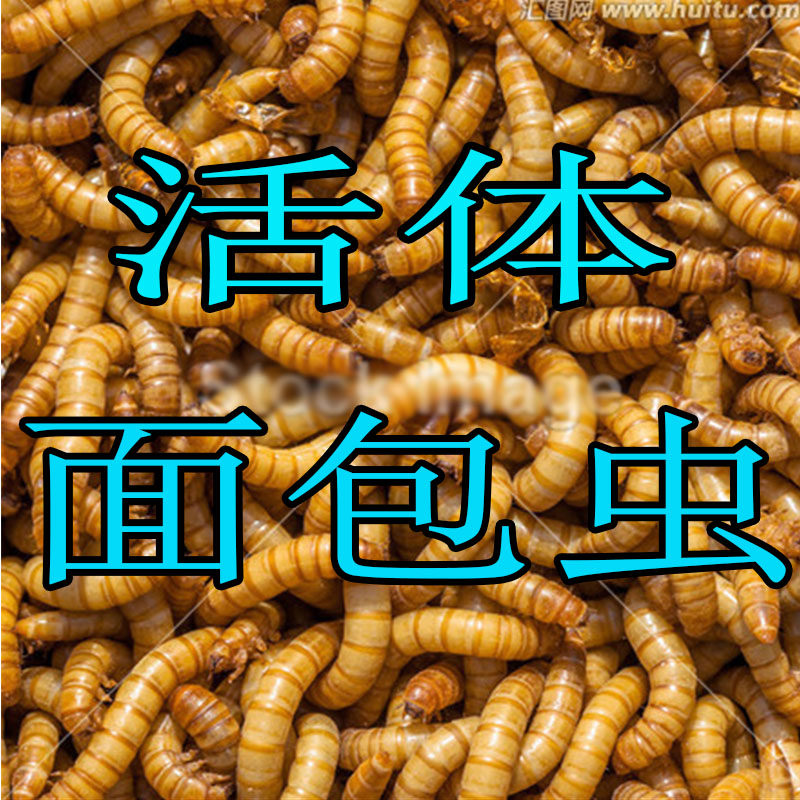 Bakery Live Yellow Feed Spider-guarded Yellow Fish Feed Bait Bait Eight MetabyPin Feed Turtle Food