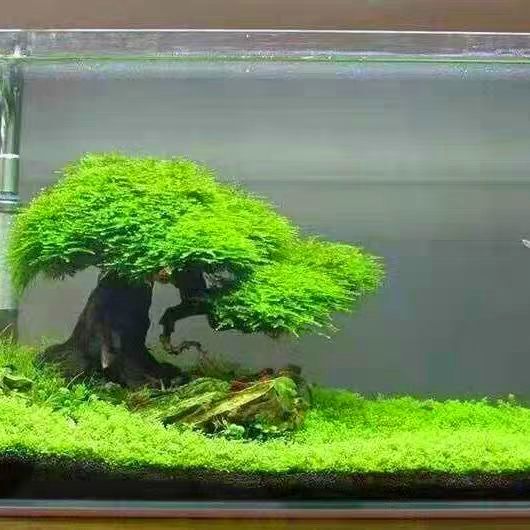 Fish Tank Landscaping Artificial Finished Product Ready to Be Placed in the Tank, Mushroom Head Tied with Aquatic Plants, Mini Moss Tree, Brazilian Tree Fish Tank Landscaping Artificial Finished Product Ready to Be Placed in the Tank, Mushroom Head Tied with Aquatic Plants, Mini Moss Tree, Brazilian Tree