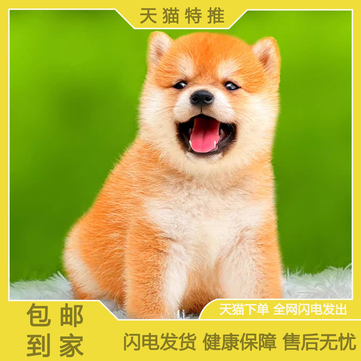 日本柴犬幼犬🐾| 纯种黑柴赛级豆柴宝宝，北京犬舍品质保证🌟-宠物摄影-淘宝好物网