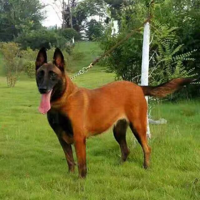 🔥守护之家的忠诚伙伴:马犬幼犬🐾-宠物摄影-淘宝好物网