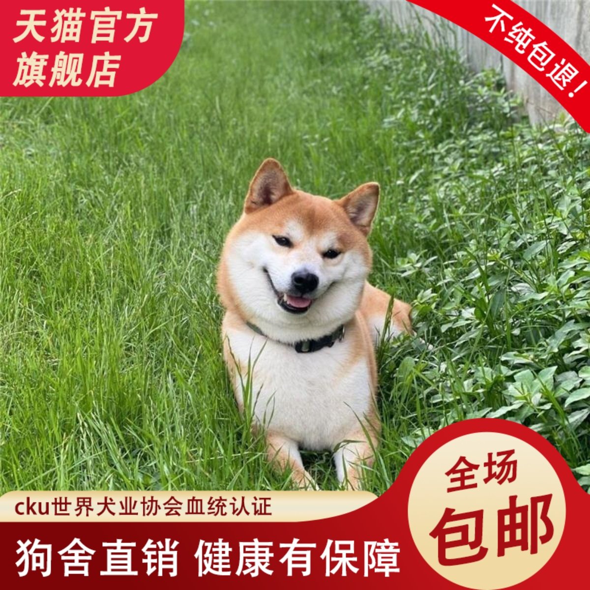 纯种黑色豆柴幼犬：日本柴犬界的黑珍珠，你心动了吗？!-宠物鸡-淘宝好物网