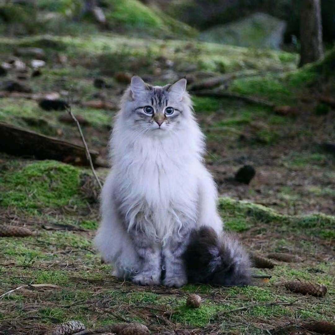 25年最新测评｜西伯利亚森林猫：俄罗斯巨型猫幼猫活体宠物猫值不值得买