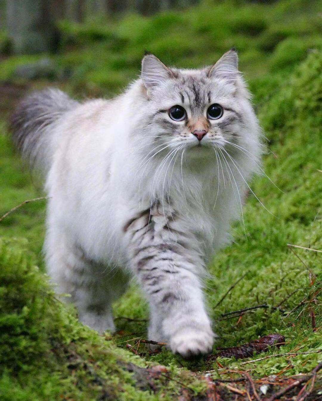 25年最新测评｜西伯利亚森林猫：俄罗斯巨型猫幼猫活体宠物猫值不值得买